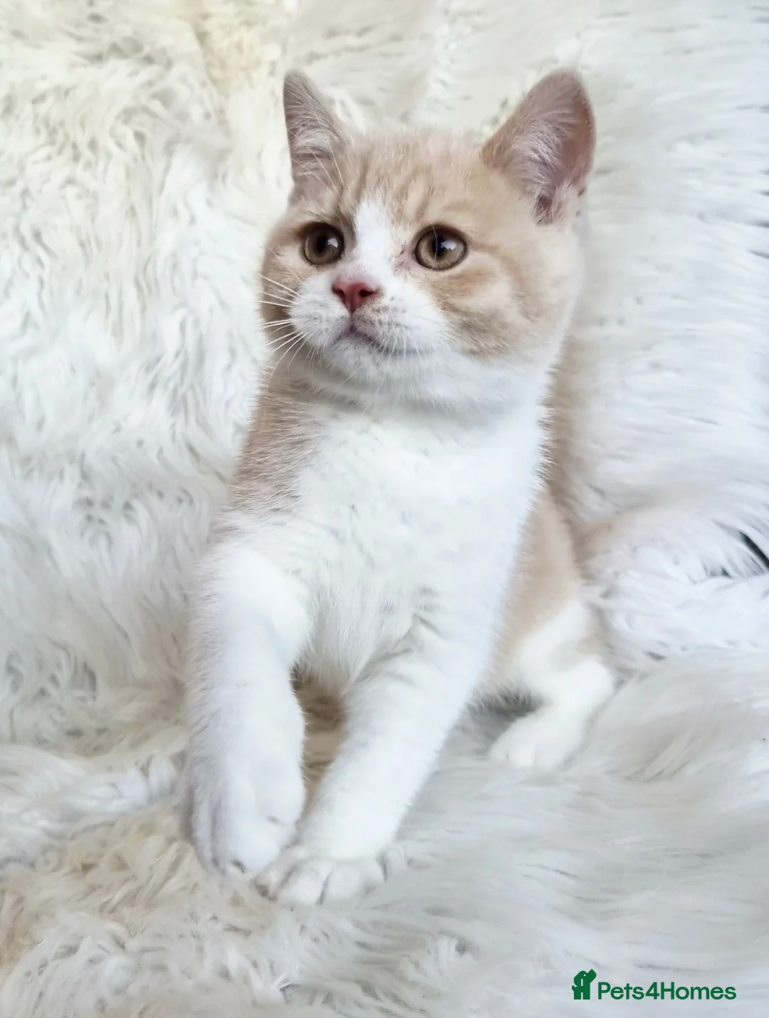 British Shorthair cats for sale: Gorgeous British shorthair kittens  - Advert 25