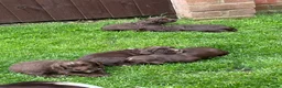 Sprocker dogs for sale: Beautiful sprocker puppies  - Advert 4