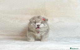 Chow Chow dogs for sale: Exotic colour pure chow chow puppies for sale - Image 10