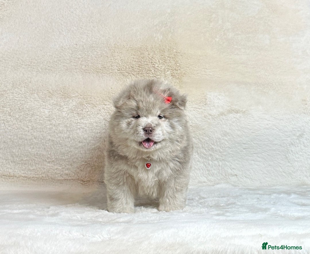 Chow Chow dogs for sale: Exotic colour pure chow chow puppies for sale - Image 10