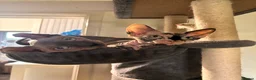 Sphynx cats for sale: Cat Von D - Advert 3
