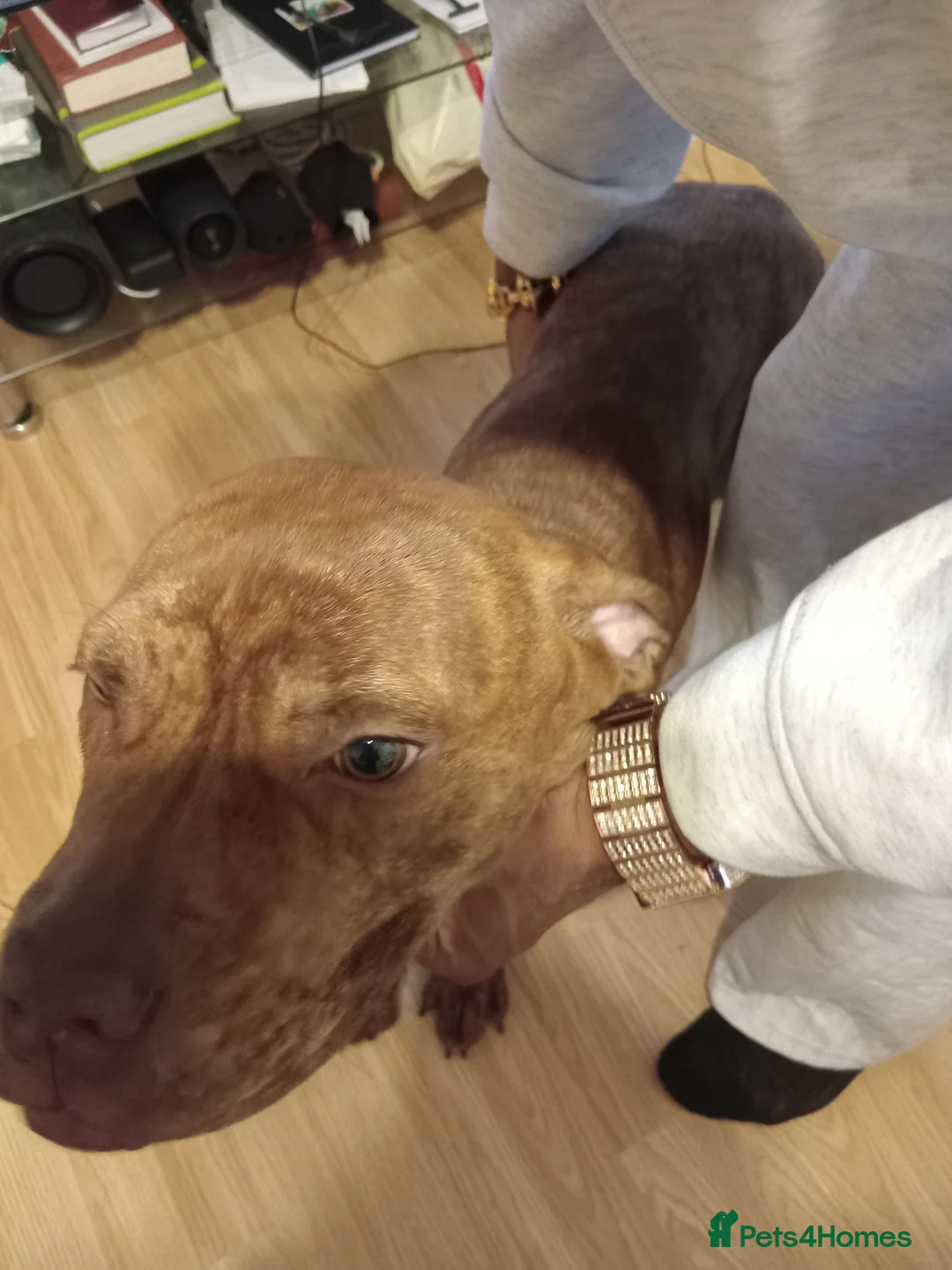 Dogue De Bordeaux dogs for sale: Our lovely happy puppy [full breed] - Advert 5