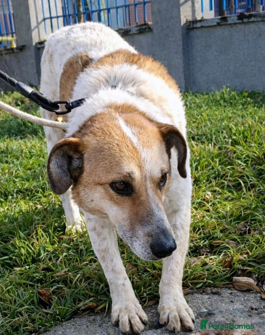 Mixed Breed dogs for adoption: 🤍 JUNIOR – a gentle soul waiting for his family - Advert 5
