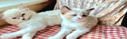 Ragdoll cats for sale: Ragdoll kittens - Advert 4