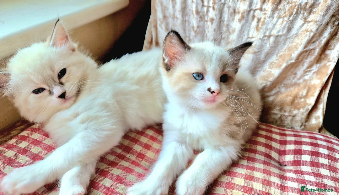 Ragdoll cats for sale: Ragdoll kittens - Advert 4