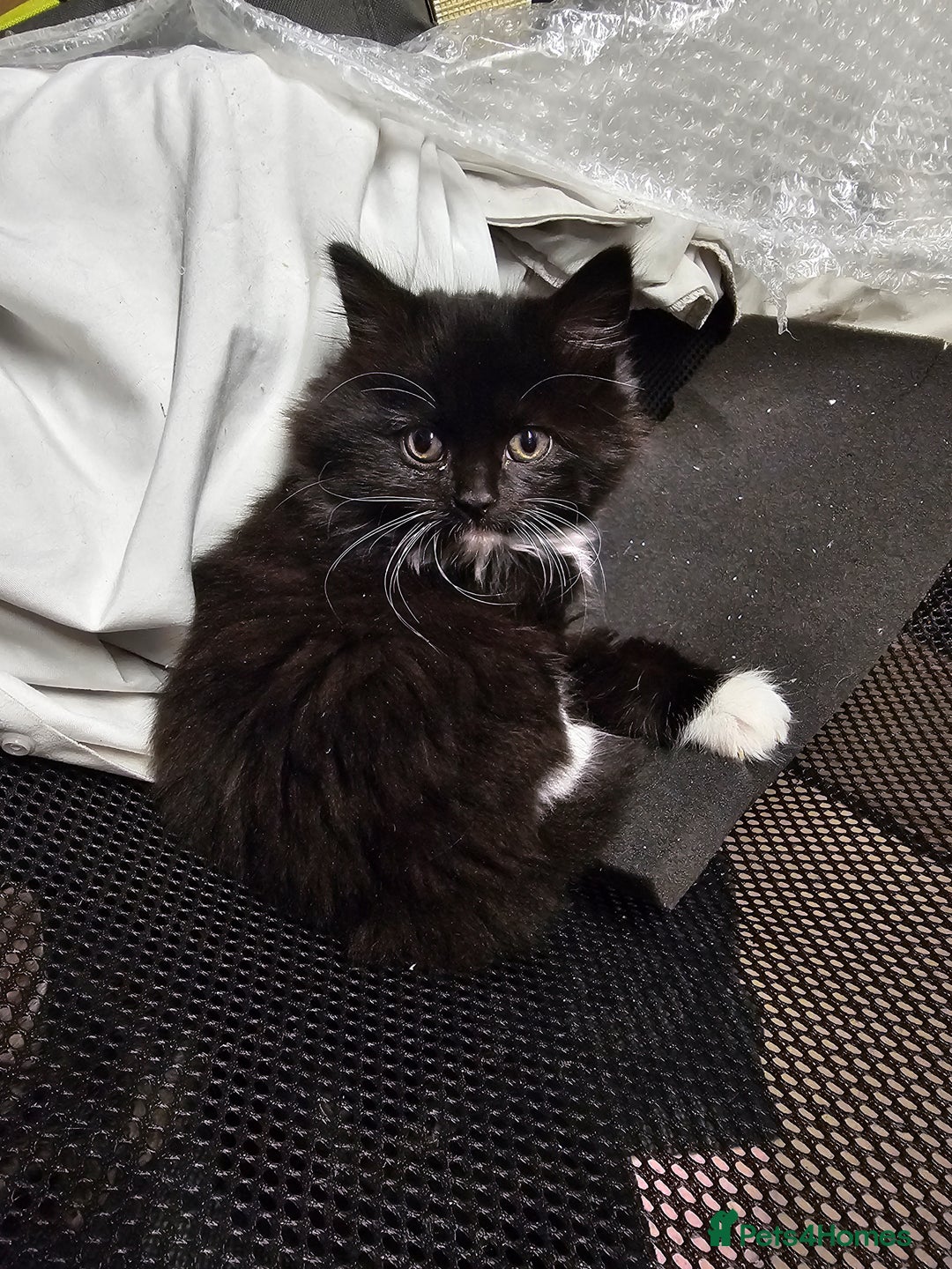 Mixed Breed cats for sale: 4 Gorgeous Bombay-Heritage Kittens- Litter Trained - Advert 14