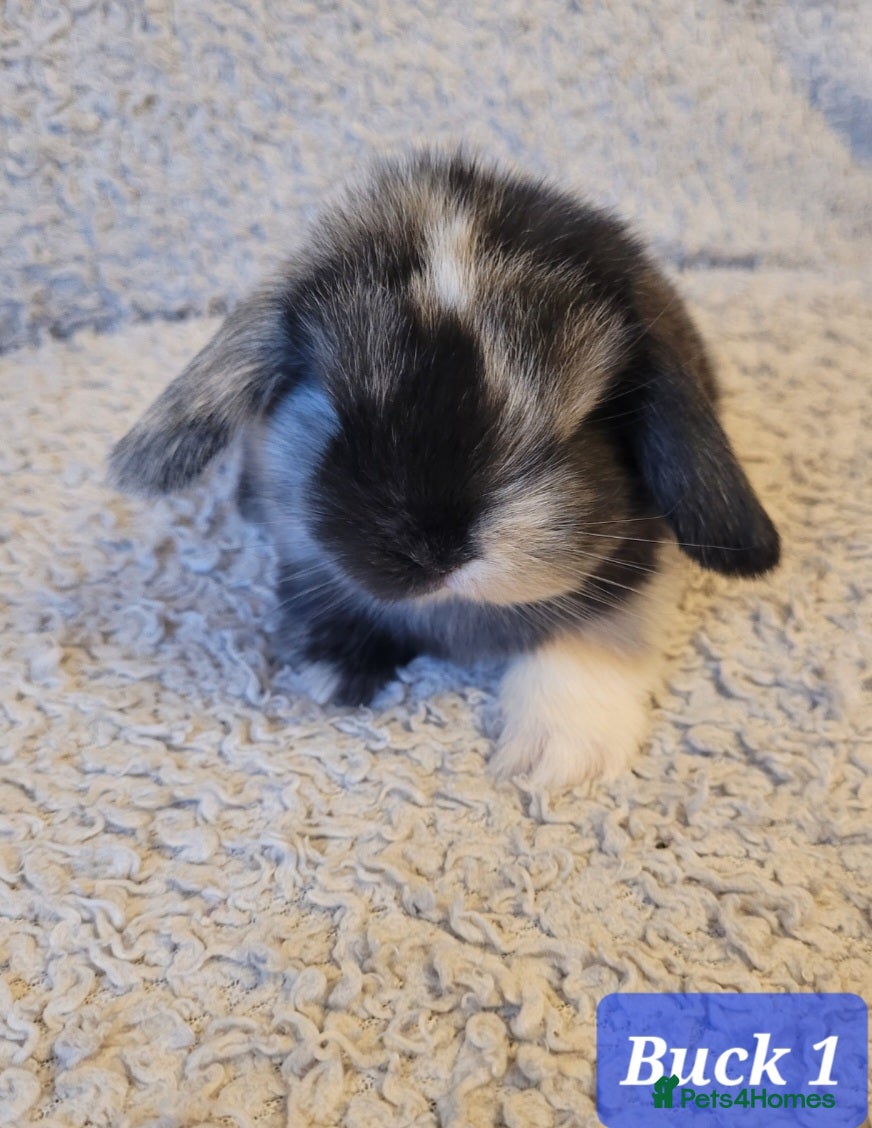 Mini Lop rabbits Beautiful mini lop bunnies & Adult available  - Advert 1