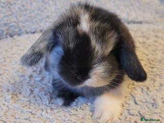 Mini Lop rabbits Beautiful mini lop bunnies & Adult available - Advert 1
