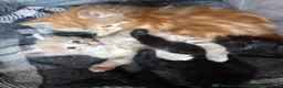 Mixed Breed cats for sale: 3 friendly and fluffy male kittens - Advert 3