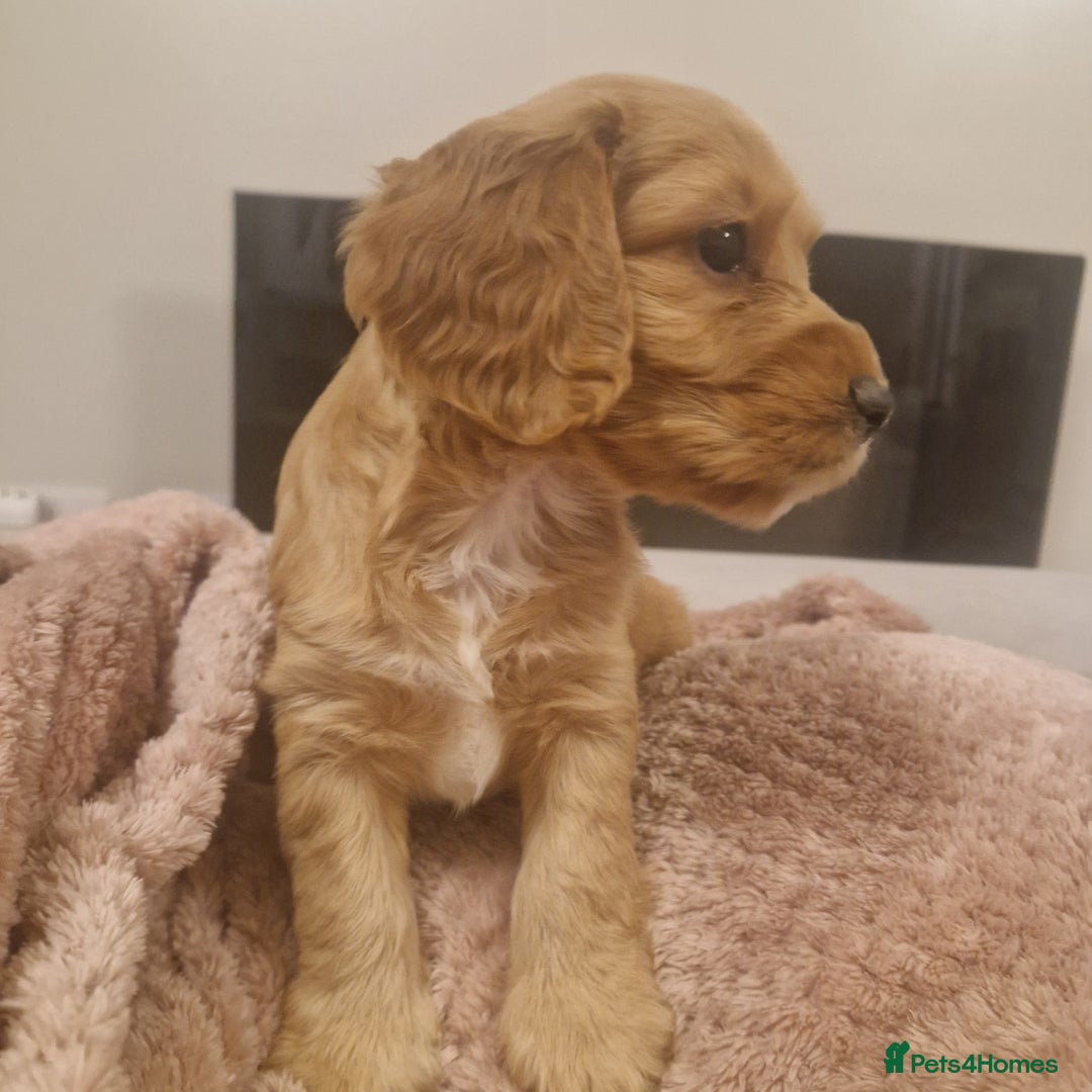 Cockapoo dogs for sale: 6 beautiful F2 cockapoos for sale!    - Advert 30