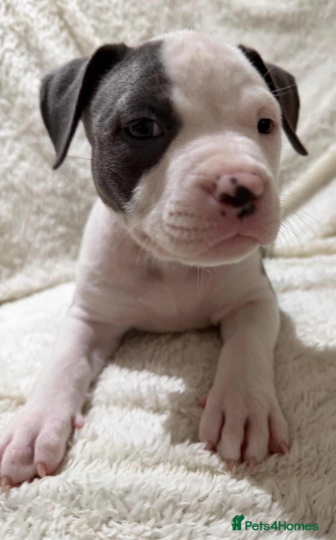 American Bully dogs for sale: Abkc Pocket Bully X Abkc classic Bully puppies - Image 4