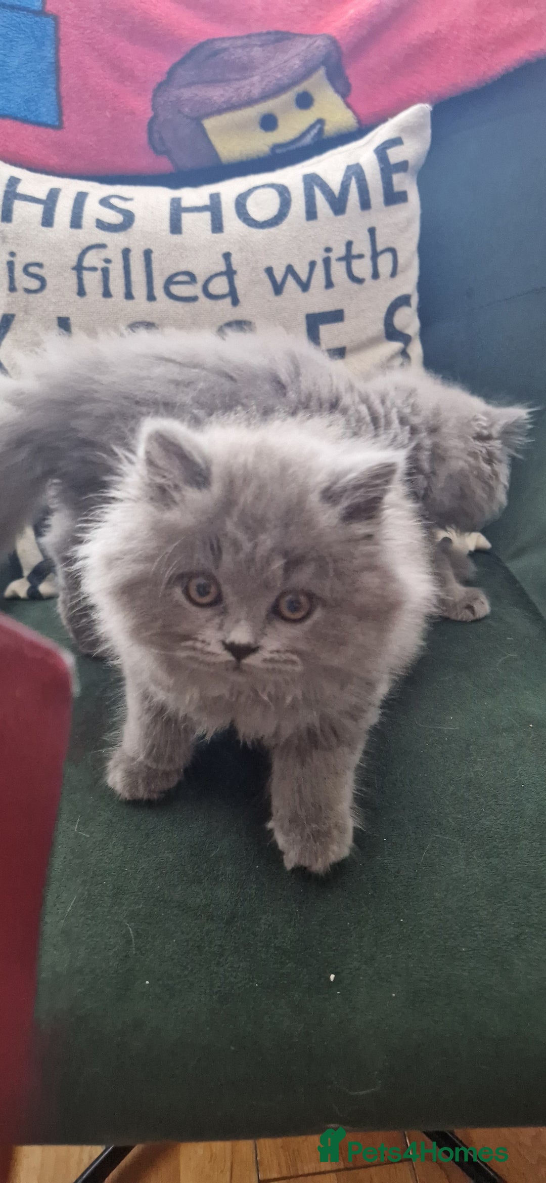 British Longhair cats for sale: british shorthair and shorthair males - Image 6