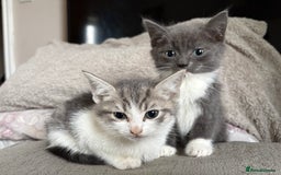 Mixed Breed cats for sale: Kittens for sale  - Advert 1