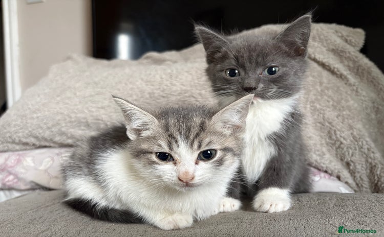 Mixed Breed cats Kittens for sale  - Advert 1