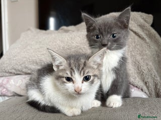 Mixed Breed cats Kittens for sale - Advert 1