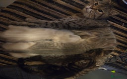 British Shorthair cats for sale: Amazing kittens ready to go 😻🥰😻 - Image 4