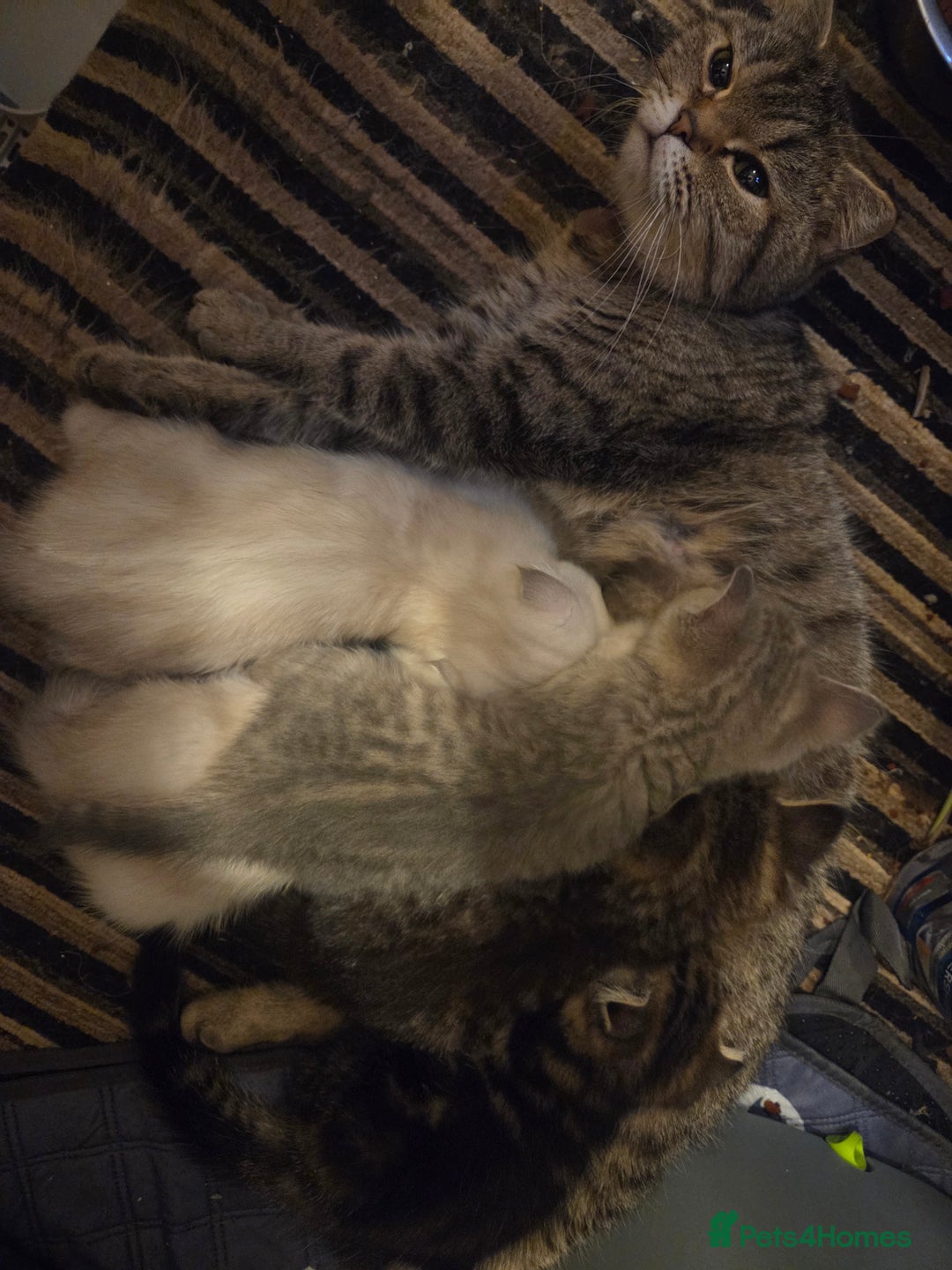 British Shorthair cats for sale: Amazing kittens ready to go 😻🥰😻 - Image 4