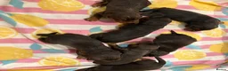 Cocker Spaniel dogs for sale: Kc Reg Brown/Tan And TriColour Working Cocker Pups - Advert 4