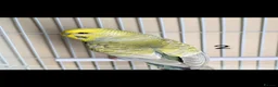 Budgerigars birds for sale: Baby Rainbow Budgies  - Advert 4