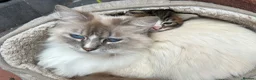 Mixed Breed cats for sale: Ragdoll - Mixed - Advert 9