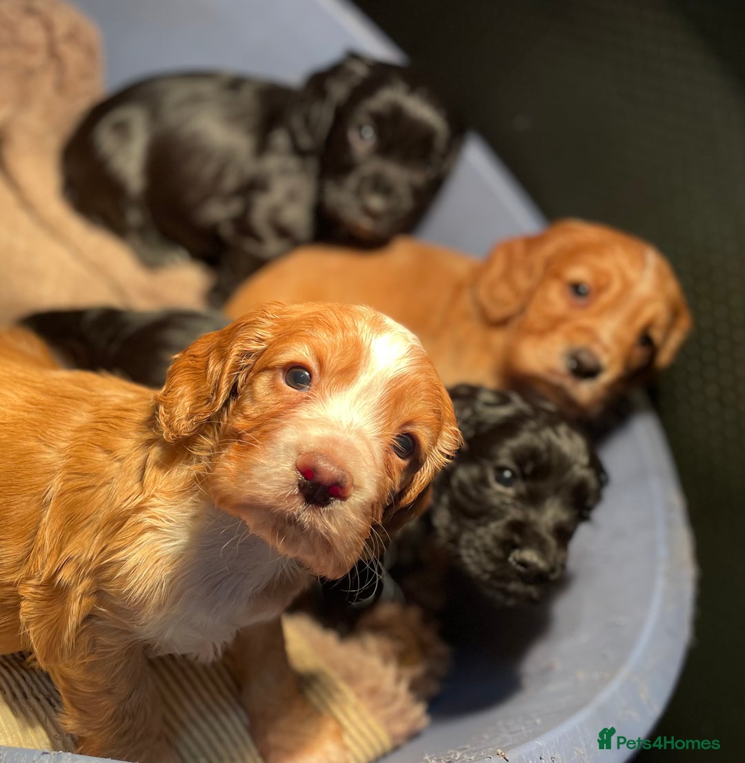 Cocker Spaniel dogs for sale: Heath Tested Working Cocker Puppies - Advert 1