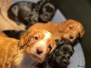 Cocker Spaniel dogs Heath Tested Working Cocker Puppies - Advert 1