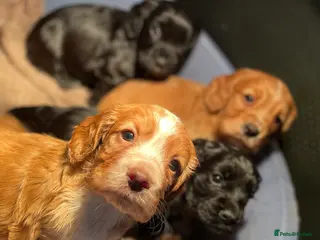 Cocker Spaniel dogs Heath Tested Working Cocker Puppies - Advert 9