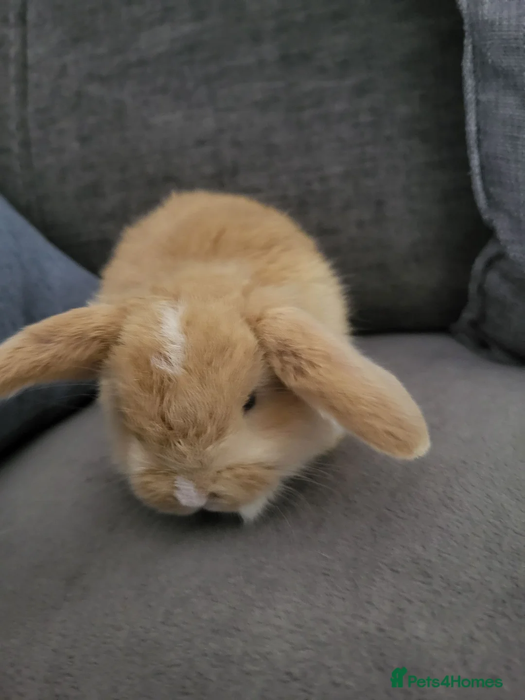 Mini Lop rabbits for sale: Beautiful Mini lop looking good a home - Advert 1