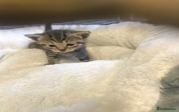 British Shorthair cats for sale: British shorthair kittens  - Image 7