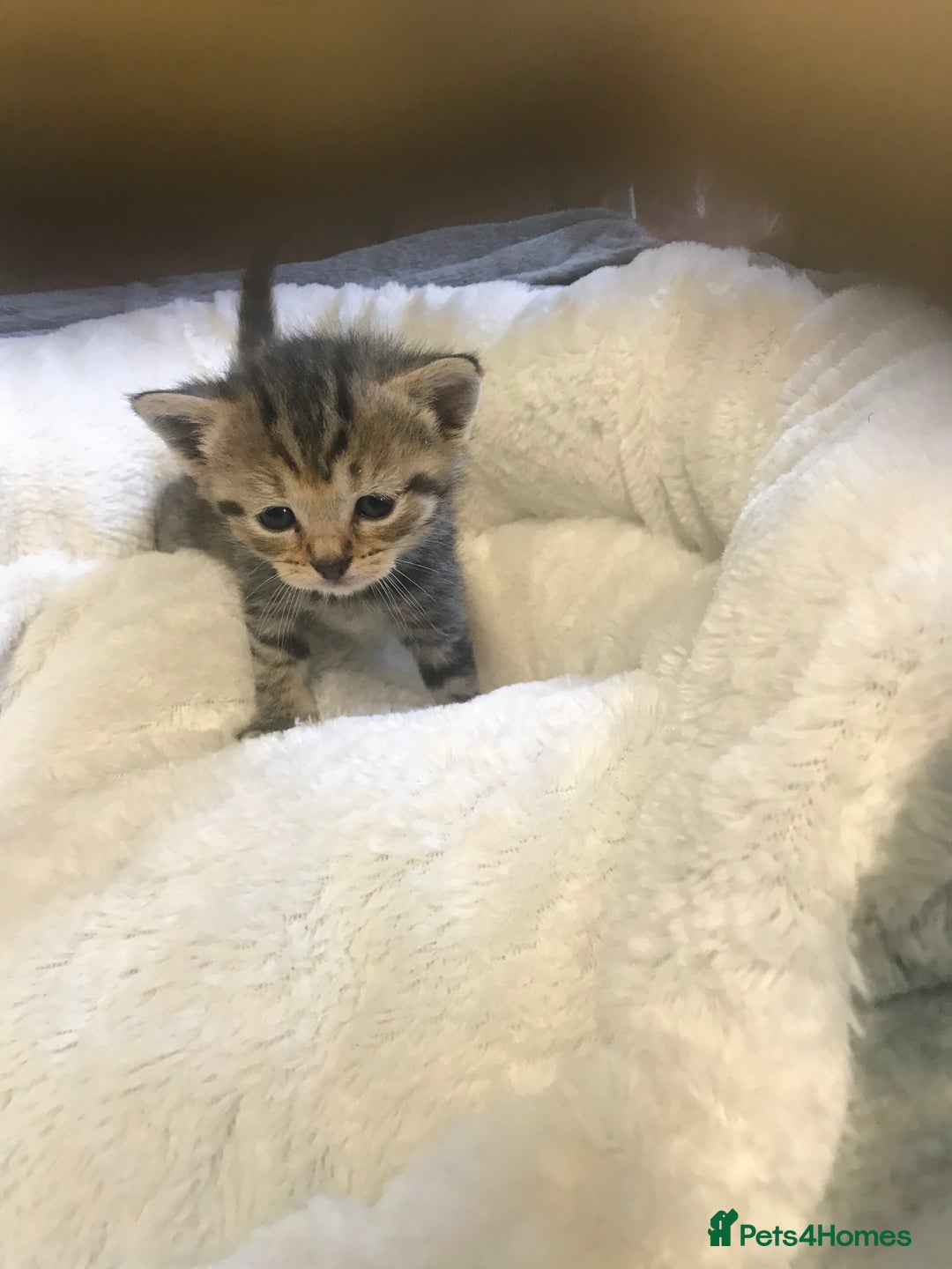 British Shorthair cats for sale: British shorthair kittens  - Image 7