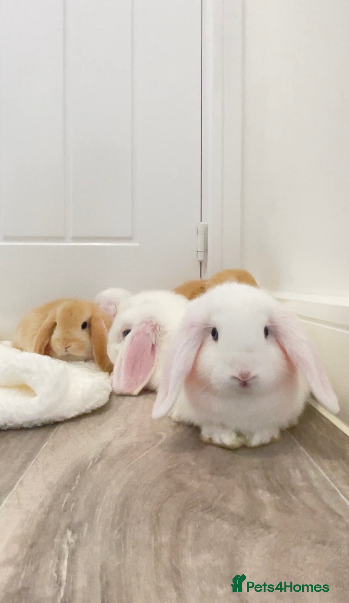 Mini Lop rabbits Beautiful mini lops for sale  - Advert 2