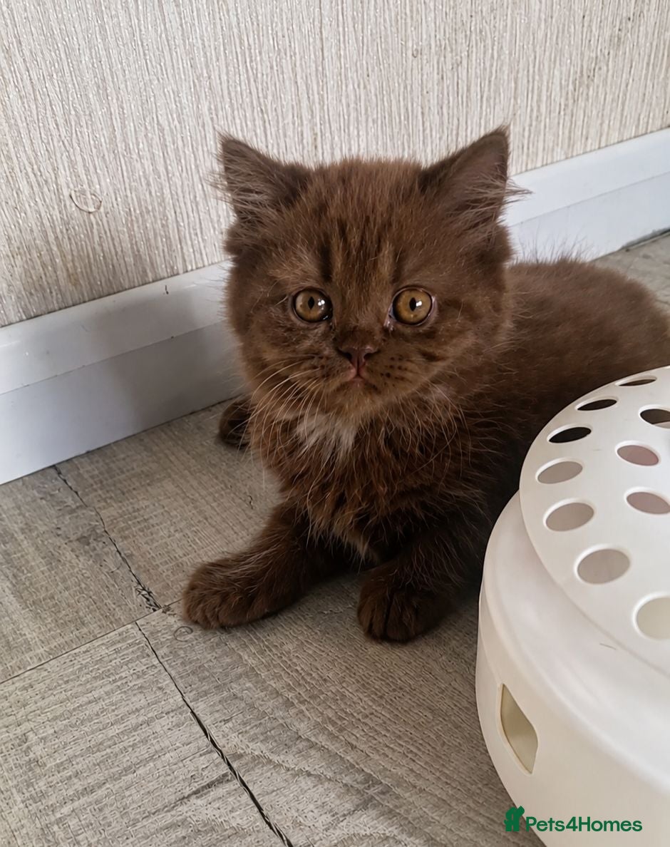 British Shorthair cats Chocolate  longhaired female kitten - Advert 1