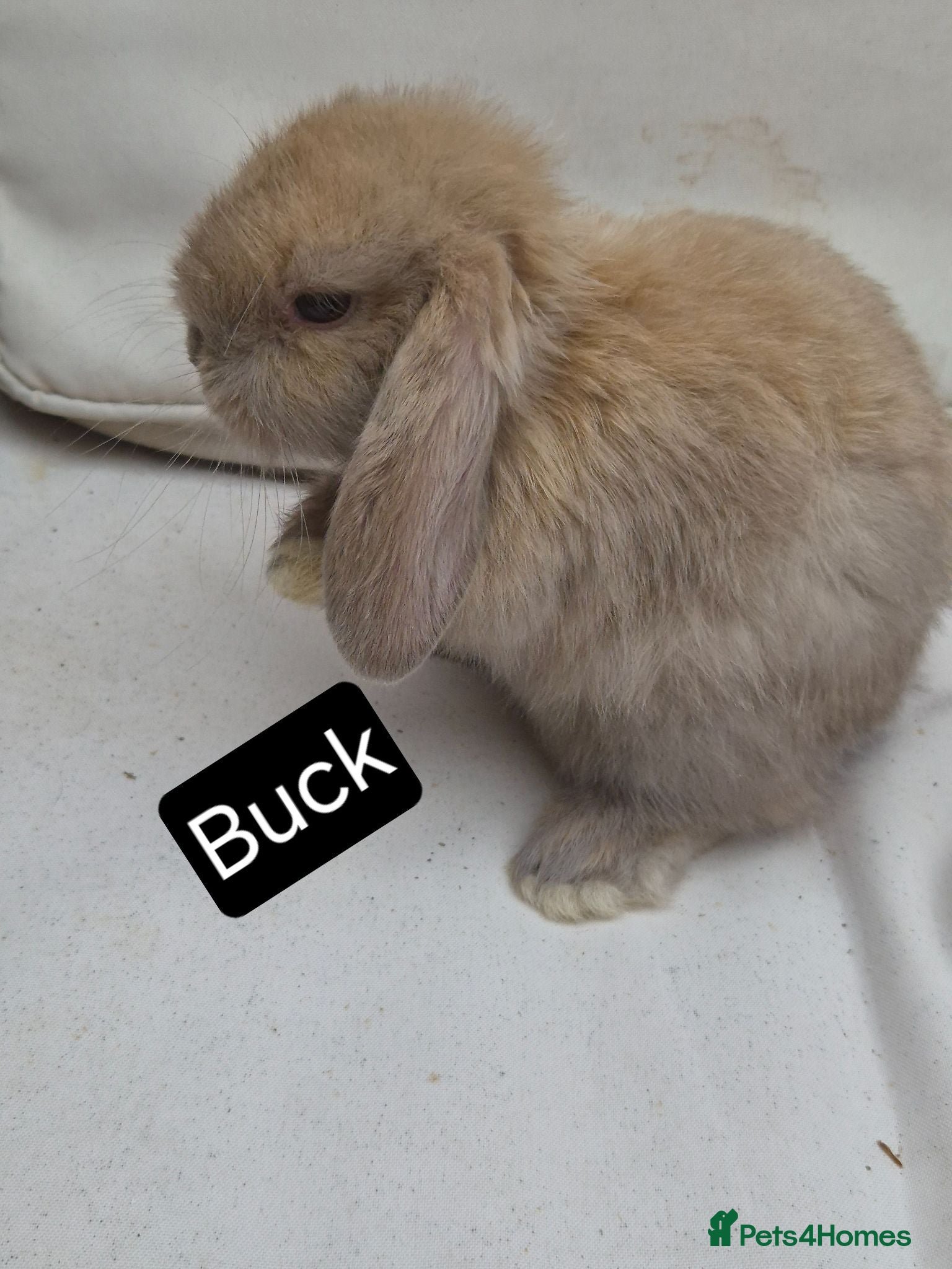 Mini Lop rabbits Mini Lop Babies – Adorable, Stunning Litter - Advert 2