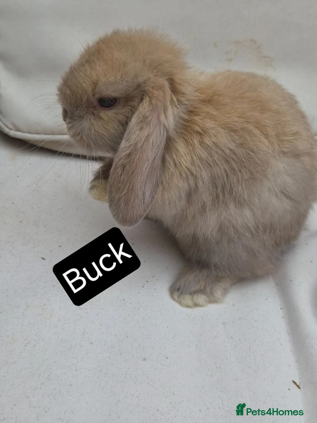 Mini Lop rabbits for sale: Mini Lop Babies – Adorable, Stunning Litter - Advert 2