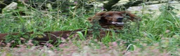 Irish Setter dogs for sale: Quality Irish setter puppies KC Registered - Advert 31