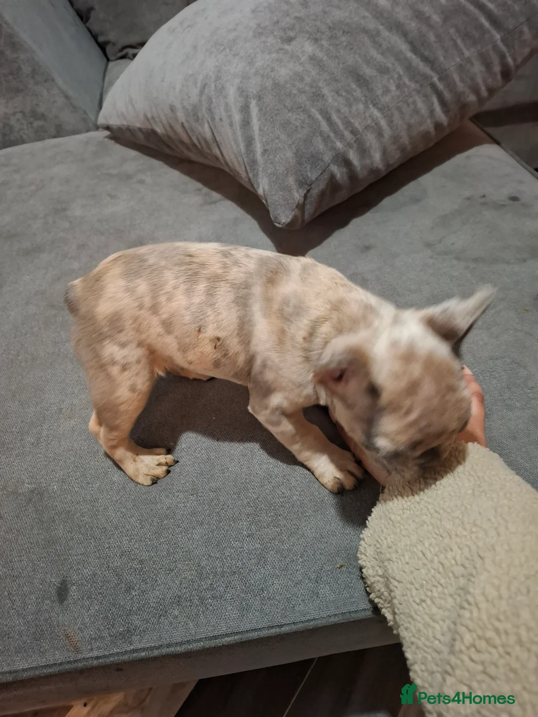 French Bulldog dogs for sale: Kc Registered Merle French Bulldog puppy in Birmingham - Advert 6