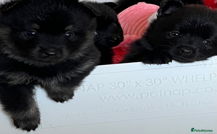 German Spitz dogs - Advert 1