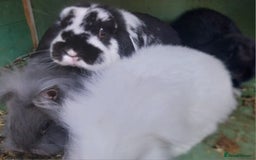 Mini Lion Lop rabbits for sale: Mini Lion Lops. - Image 1