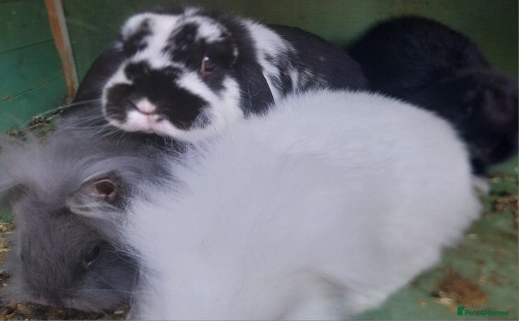Mini Lion Lop rabbits - Advert 2