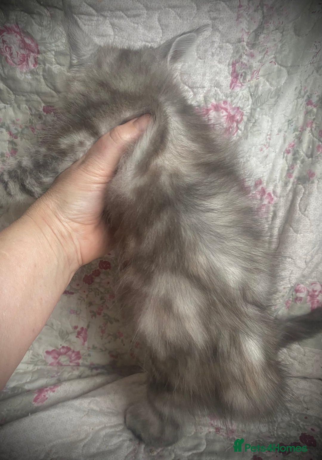 Maine Coon cats for sale: Full Maine Coon kittens Parents fully tested - Advert 3