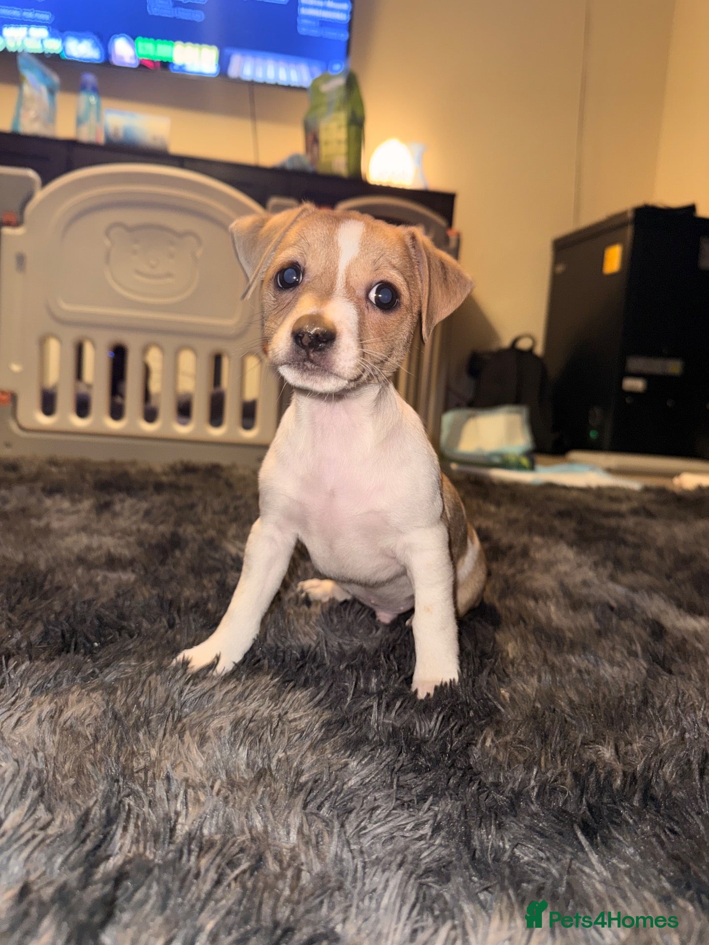 Mixed Breed dogs ***READY NOW*** 4 jack Russel mix - Advert 5