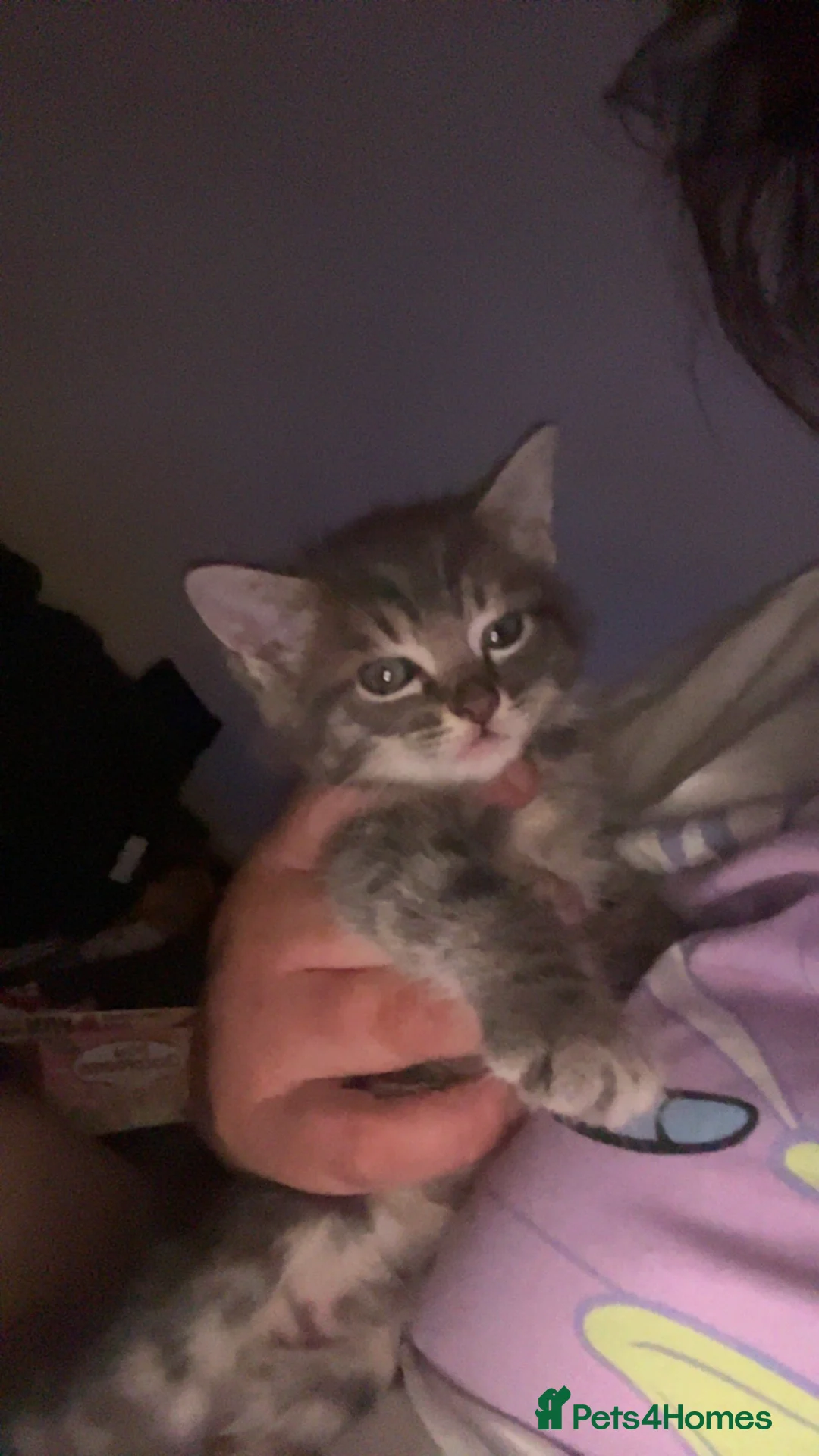 Mixed Breed cats for sale: Bengal Cross Kittens  - Advert 5