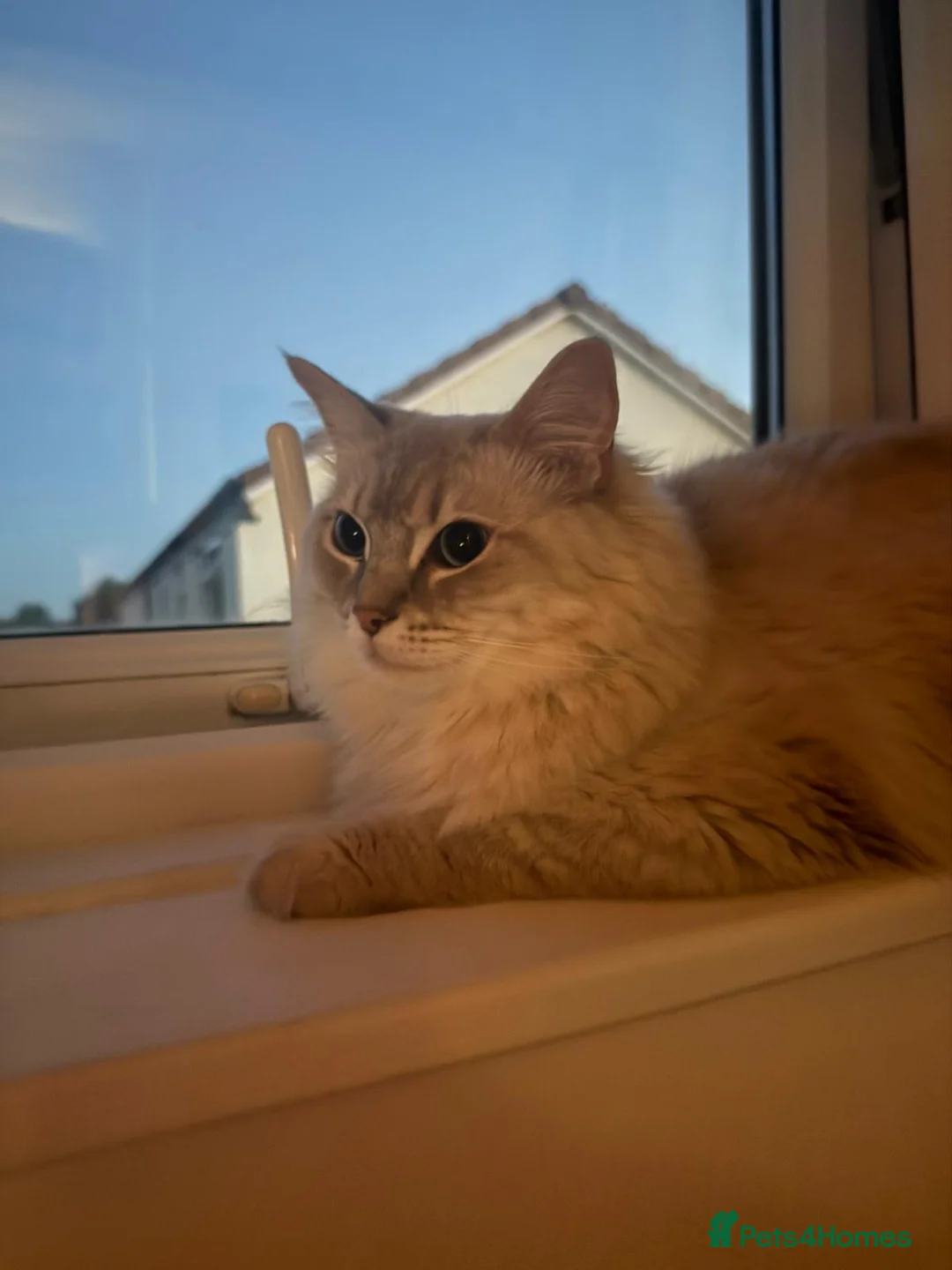 Ragdoll cats for sale: Lilac lynx ragdoll boy - Advert 1