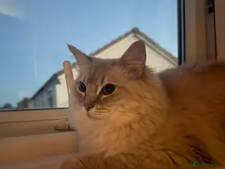 Ragdoll cats Lilac lynx ragdoll boy - Advert 6