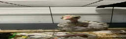 Chickens poultry for sale: Orpingtons plus - Advert 16