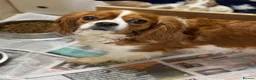 Cavalier King Charles Spaniel dogs for sale: Beautiful cavalier pups  - Advert 3