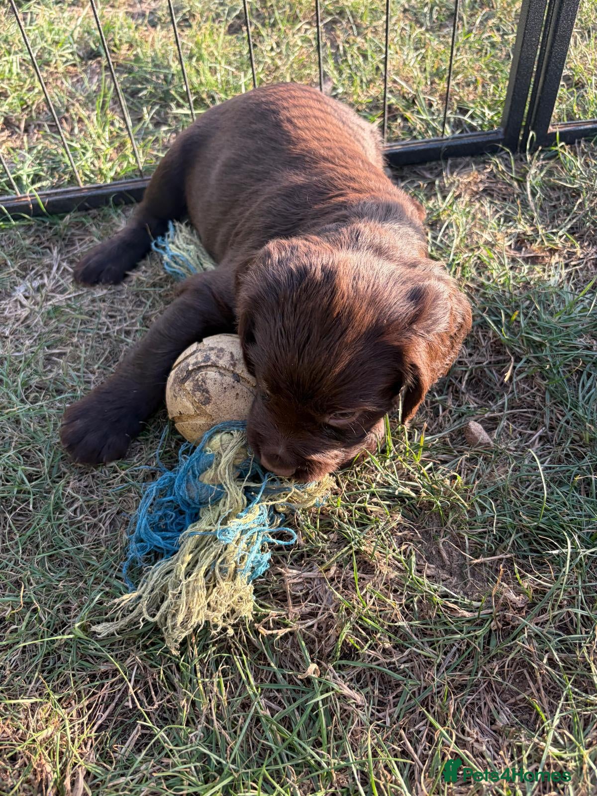 Sprocker dogs Sprocker boy available  - Advert 1