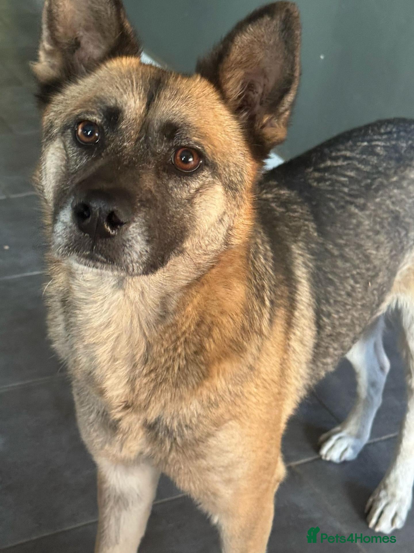 Mixed Breed dogs Gorgeous Emilia ready for a new home! - Advert 1