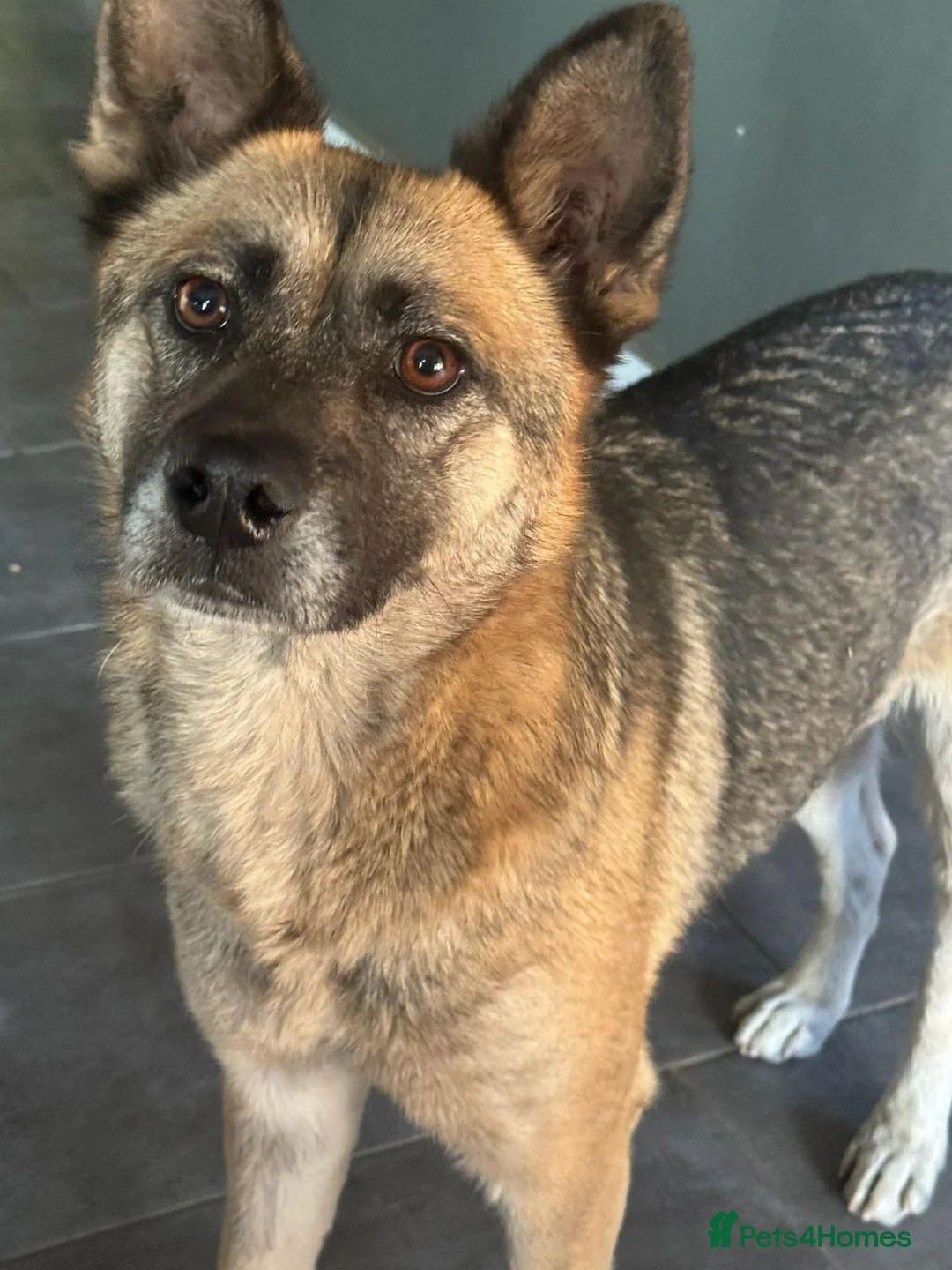Mixed Breed dogs for adoption: Gorgeous Emilia ready for a new home! - Advert 1