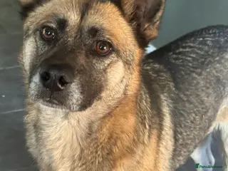 Mixed Breed dogs Gorgeous Emilia ready for a new home! - Advert 3